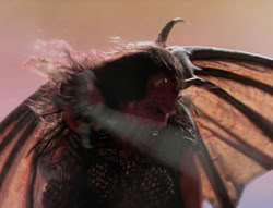 extant_XenaWarriorPrincess_5x01-FallenAngel_03098