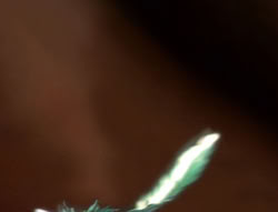 extant_XenaWarriorPrincess_5x01-FallenAngel_03223