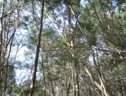 extant_XenaWarriorPrincess_5x02_Chakram_0857