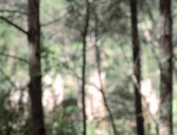 extant_XenaWarriorPrincess_5x02_Chakram_0956