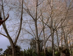 extant_XenaWarriorPrincess_5x03_Succession_0180