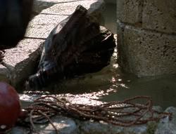 extant_XenaWarriorPrincess_5x03_Succession_0201