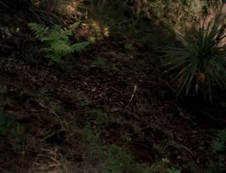 extant_XenaWarriorPrincess_5x03_Succession_0920