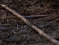 extant_XenaWarriorPrincess_5x03_Succession_1689