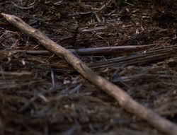 extant_XenaWarriorPrincess_5x03_Succession_1690