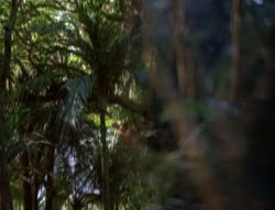 extant_XenaWarriorPrincess_5x03_Succession_1722