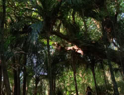 extant_XenaWarriorPrincess_5x03_Succession_1723