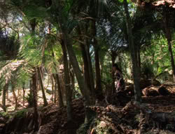 extant_XenaWarriorPrincess_5x03_Succession_1728