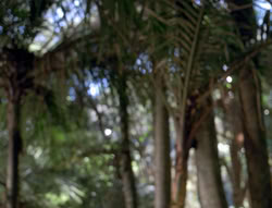 extant_XenaWarriorPrincess_5x03_Succession_1881