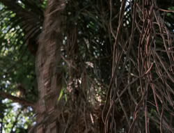 extant_XenaWarriorPrincess_5x03_Succession_1896