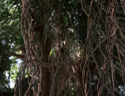 extant_XenaWarriorPrincess_5x03_Succession_1897