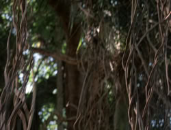 extant_XenaWarriorPrincess_5x03_Succession_1898