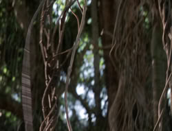 extant_XenaWarriorPrincess_5x03_Succession_1899