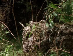 extant_XenaWarriorPrincess_5x03_Succession_1919