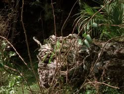 extant_XenaWarriorPrincess_5x03_Succession_1920