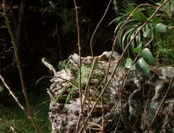 extant_XenaWarriorPrincess_5x03_Succession_1924