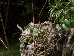 extant_XenaWarriorPrincess_5x03_Succession_1925