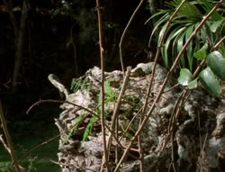 extant_XenaWarriorPrincess_5x03_Succession_1926