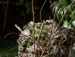 extant_XenaWarriorPrincess_5x03_Succession_1927
