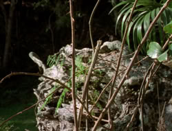 extant_XenaWarriorPrincess_5x03_Succession_1928