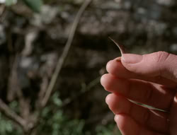 extant_XenaWarriorPrincess_5x03_Succession_1933
