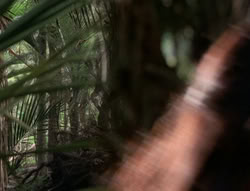extant_XenaWarriorPrincess_5x03_Succession_1936