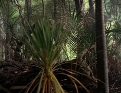 extant_XenaWarriorPrincess_5x03_Succession_1940