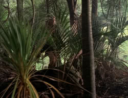 extant_XenaWarriorPrincess_5x03_Succession_1941