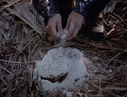 extant_XenaWarriorPrincess_5x03_Succession_1995