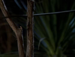 extant_XenaWarriorPrincess_5x03_Succession_2262