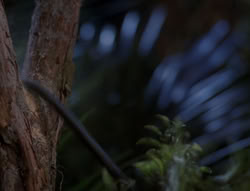extant_XenaWarriorPrincess_5x03_Succession_2265