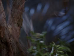 extant_XenaWarriorPrincess_5x03_Succession_2266