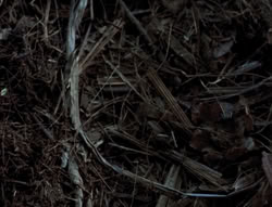 extant_XenaWarriorPrincess_5x03_Succession_2291