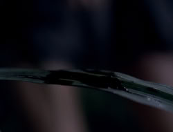extant_XenaWarriorPrincess_5x03_Succession_2482