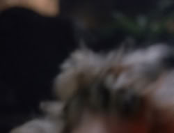 extant_XenaWarriorPrincess_5x03_Succession_3180
