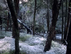 extant_XenaWarriorPrincess_5x04-AnimalAttraction_0004