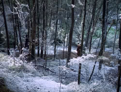 extant_XenaWarriorPrincess_5x04-AnimalAttraction_0012