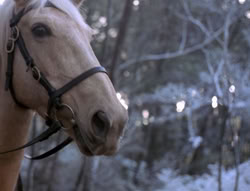 extant_XenaWarriorPrincess_5x04-AnimalAttraction_0139
