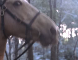 extant_XenaWarriorPrincess_5x04-AnimalAttraction_0145