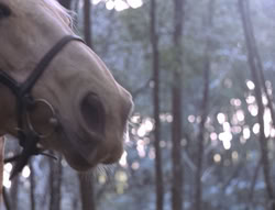 extant_XenaWarriorPrincess_5x04-AnimalAttraction_0146