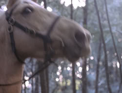 extant_XenaWarriorPrincess_5x04-AnimalAttraction_0147