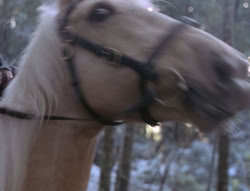 extant_XenaWarriorPrincess_5x04-AnimalAttraction_0184