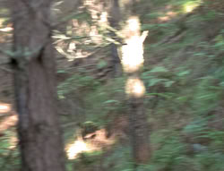extant_XenaWarriorPrincess_5x04-AnimalAttraction_0188