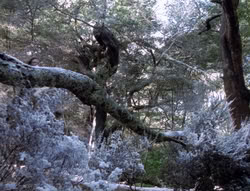 extant_XenaWarriorPrincess_5x04-AnimalAttraction_0229