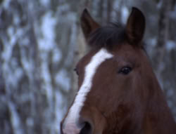 extant_XenaWarriorPrincess_5x04-AnimalAttraction_0238