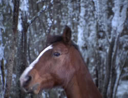 extant_XenaWarriorPrincess_5x04-AnimalAttraction_0241