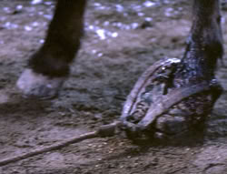 extant_XenaWarriorPrincess_5x04-AnimalAttraction_0243
