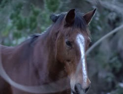 extant_XenaWarriorPrincess_5x04-AnimalAttraction_0268