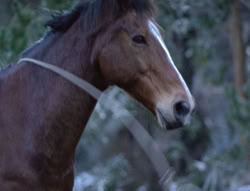 extant_XenaWarriorPrincess_5x04-AnimalAttraction_0269