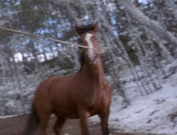 extant_XenaWarriorPrincess_5x04-AnimalAttraction_0310